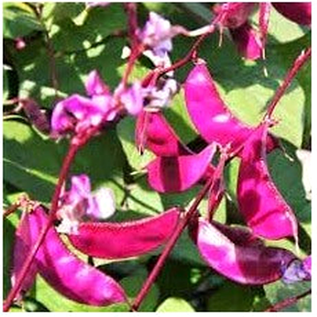 Hyacinth Bean Seeds for Planting [neera-v5-a801e9547f6b44821d52]