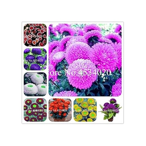 Heirloom Non-GMO Mixed Chinese Aster Flower Seeds for Planting [neera-v5-a80ef1ca1cce4748b2f9]