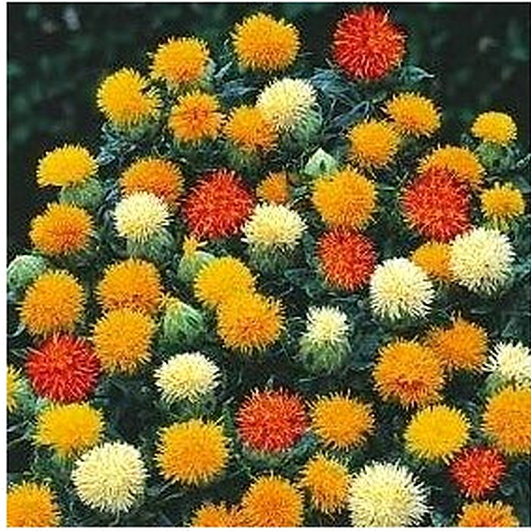 Mixed Carthamus Flower Seeds for Planting [neera-v5-a80fd3abf019a23f086a]