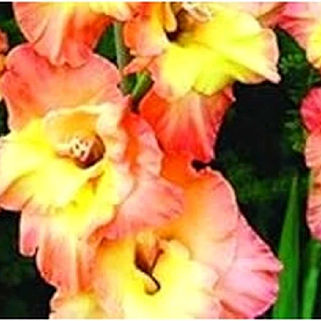 Heirloom Yellow Pink Gladiolus Flower Seeds [neera-v5-a8175fc3cc656d197132]