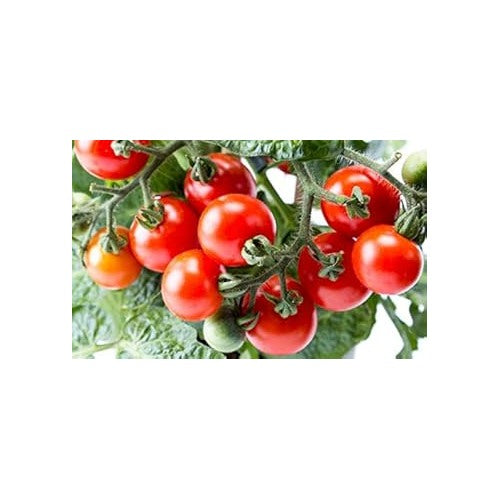 Giant Red Monster Tomato Seeds for Planting [neera-v5-a81d807bf0324a1f8b47]