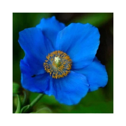 Blue Blue Organic Himalayan Poppy Planting Rare Non Gmo Tibetan Poppy Heirloom Flower Seeds [neera-v5-a81eabf10c288c7ab96b]