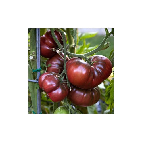 Maroon Red Tomato Seeds for Planting [neera-v5-a8234f1ec2f92ba54407]