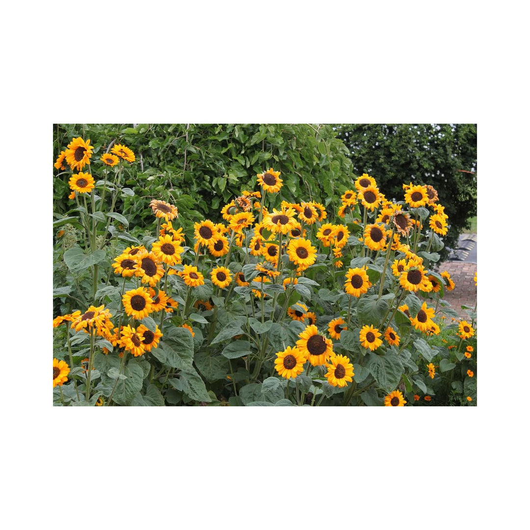 Heirloom Non Gmo Helianthus Annuus Flower For Planting Bright Sunflower Blooms For Gardens Flower [neera-v5-a82fefbb6339f07ebc52]