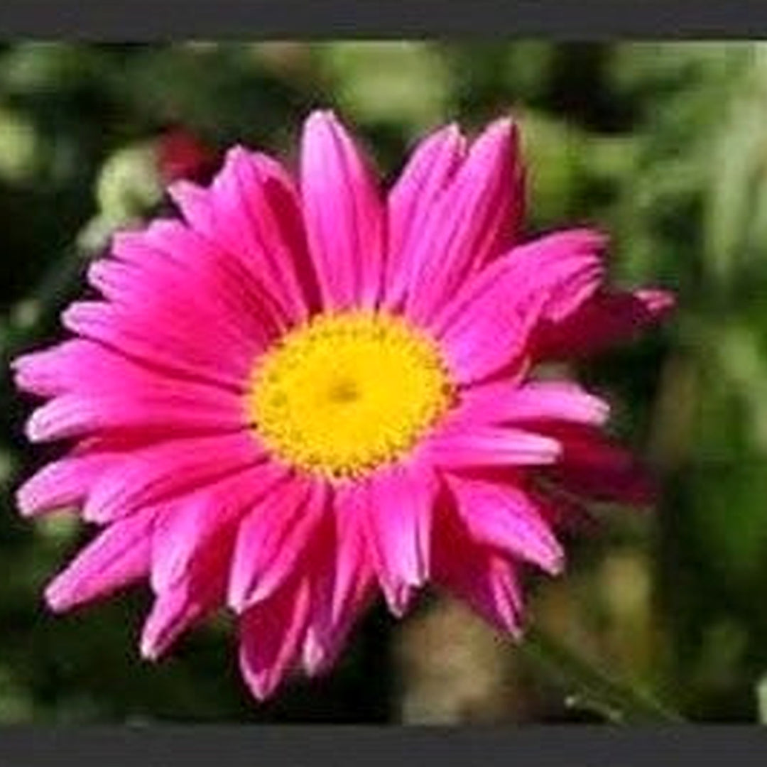 Heirloom Non-GMO Pink Pyrethrum Flower Seeds [neera-v5-a8313e952f7bf06116ba]