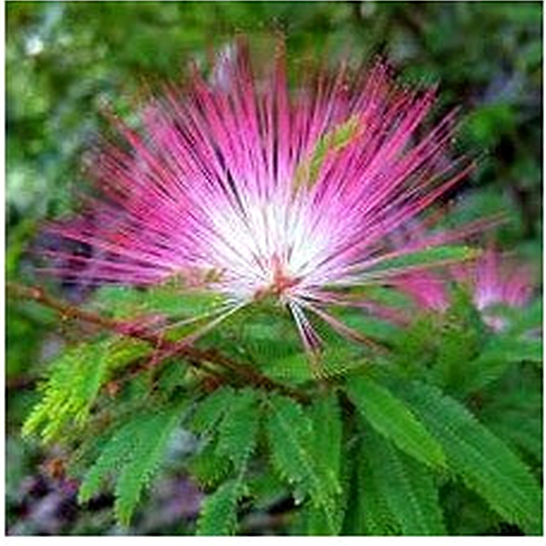 Pink Calliandra Eriophylla Plant Seeds for Planting [neera-v5-a8415847058a303180cd]