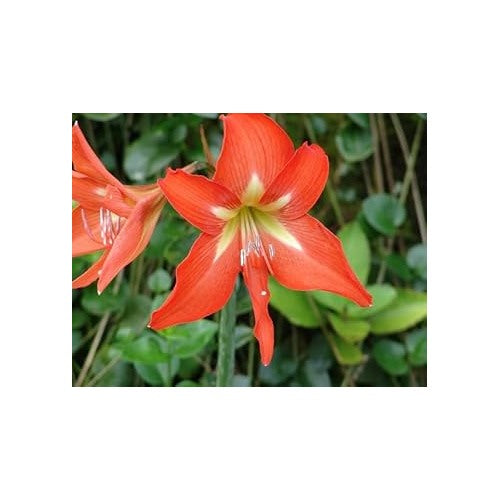 Organic Heirloom Non-GMO Orange Hippeastrum Rutilum Flower Seeds for Planting [neera-v5-a84d935708936a807f5e]