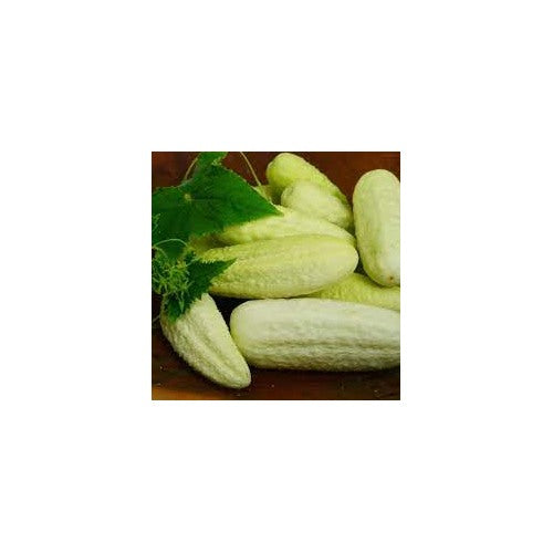 White Wonder Armenian Cucumber Seeds for Planting [neera-v5-a8587837fa77f7754d19]