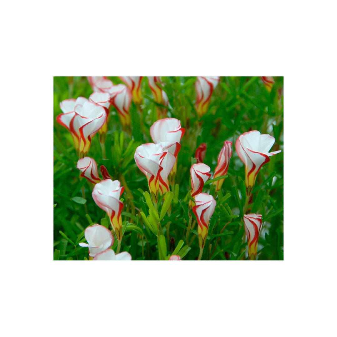 Orange Oxalis Versicolor Heirloom Non Gmo Flower For Planting Striking Blooms Flower Seeds for Home [neera-v5-a865f011aea252a32d6e]