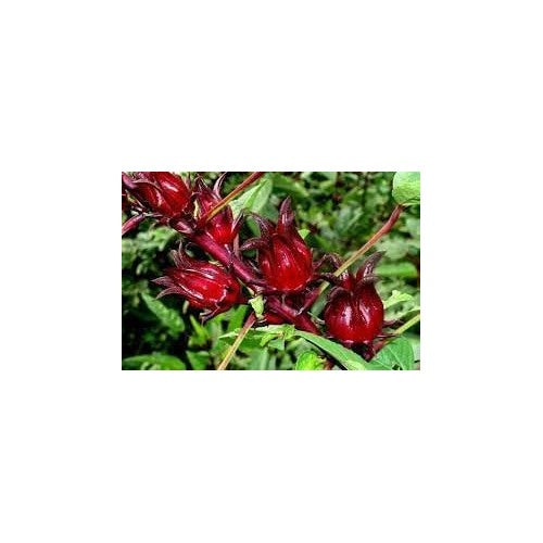 Roselle Hibiscus Seeds [neera-v5-a866c9991aa946ad19d5]