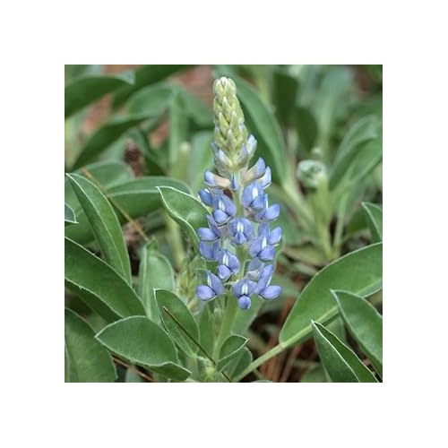 Blue Sky Lupine Flower For Planting Non Gmo Flower Seeds for Home Garden Planting, Premium Organic [neera-v5-a86e0598df8c8539fc0f]