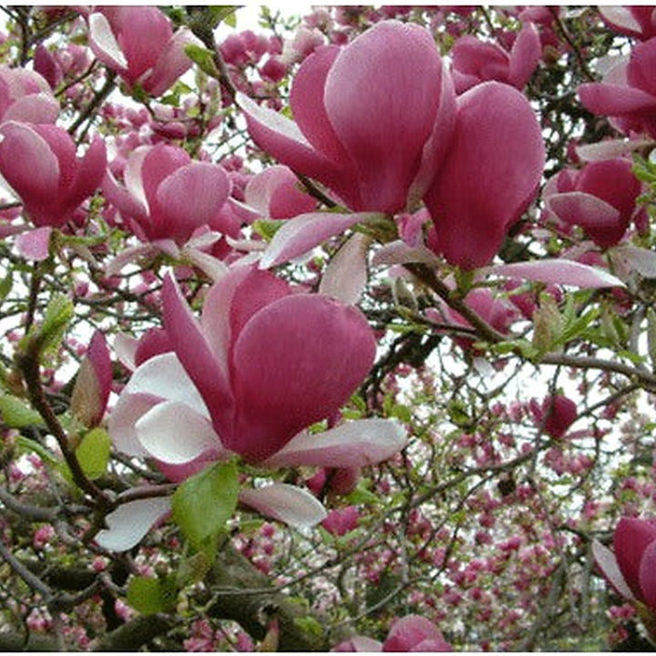 Light Pink Yulan Flower Seeds for Planting [neera-v5-a86e7be756d558cc1cc0]