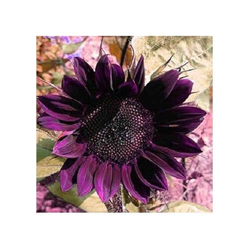 Dark Blue Sunflower Perennial Seeds for Planting [neera-v5-a873d97aadca1c6da64d]