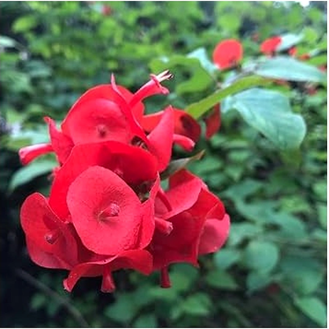 Heirloom Non-GMO Holmskioldia Flower Seeds for Planting [neera-v5-a87644408db0342d41b8]