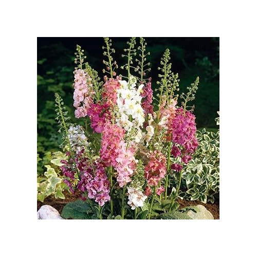 Heirloom Oxtail Verbascum Flower Seeds, Non-GMO Tall Spiked Blooms for Cottage and Wildflower Garden Planting [neera-v5-a87884e01b54514d01fb]