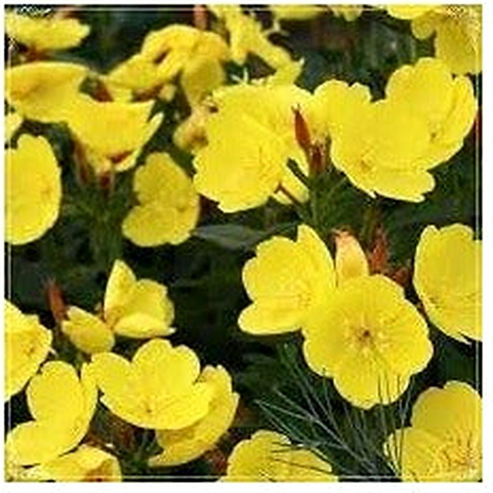 Oenothera Missouriensis Flower Seeds [neera-v5-a87c86cc5d626603d1be]