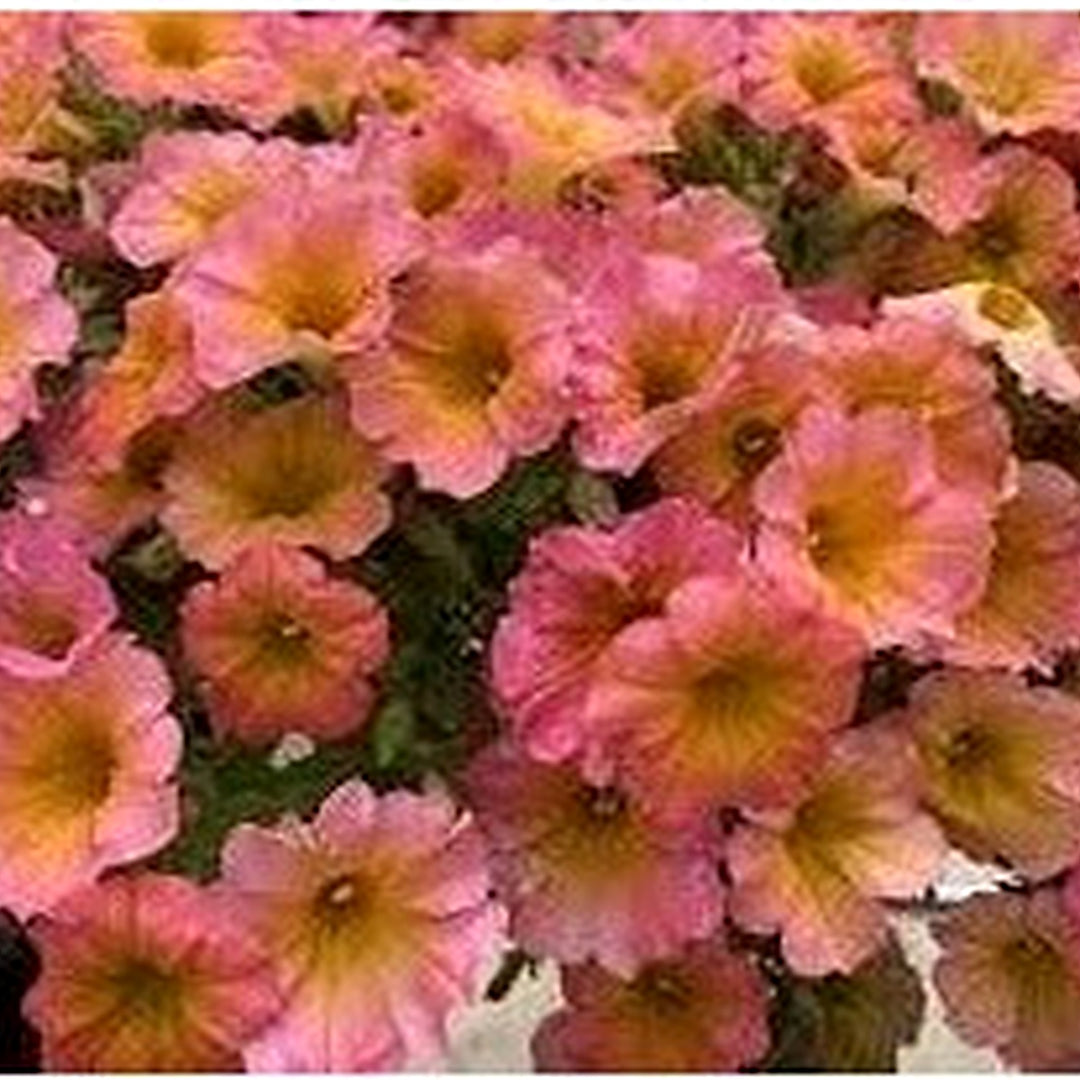 Pink Yellow Petunia Flower Seeds for Planting [neera-v5-a89a1d1f328d230a5c8f]