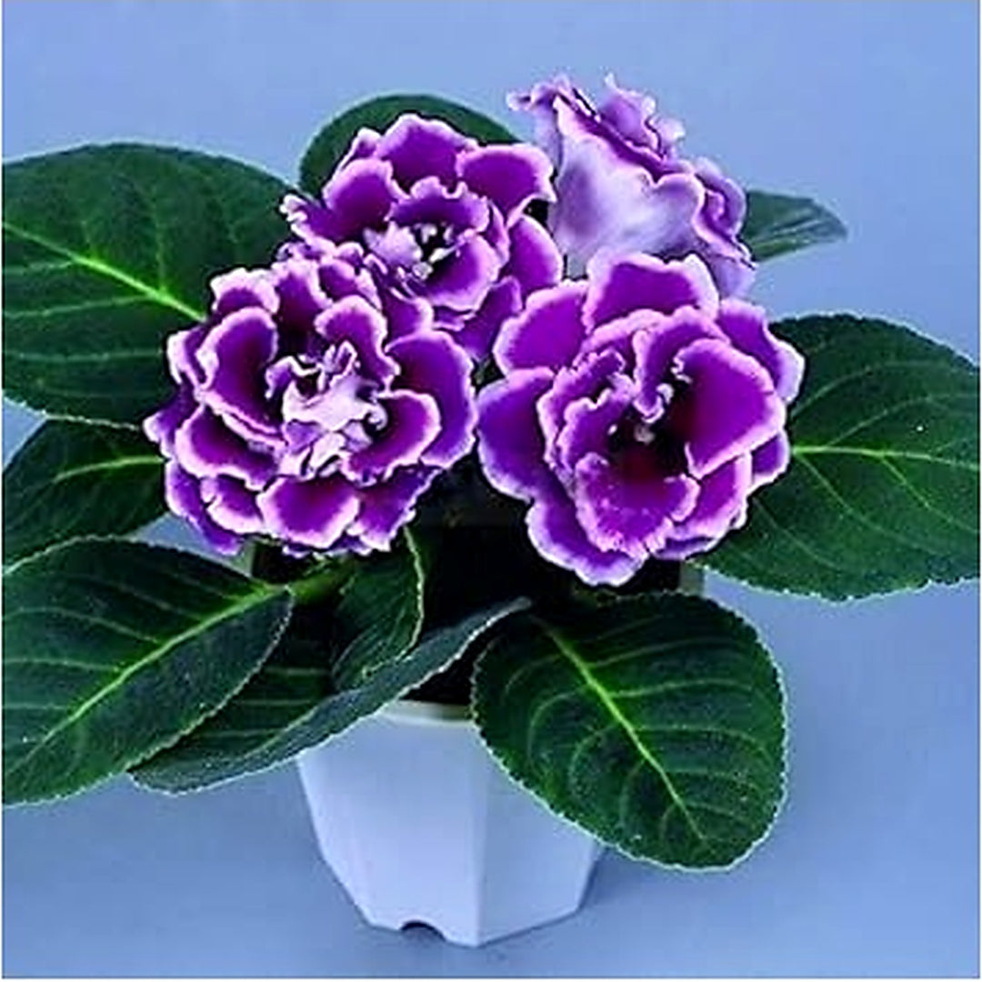 Heirloom Non-GMO Purple Sinningia Gloxinia Flower Seeds [neera-v5-a8a008b326263e56a811]