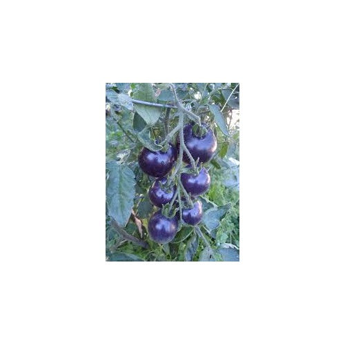 Navy Blue Tomato Seeds for Planting [neera-v5-a8a6d0eb74bf3999fedf]