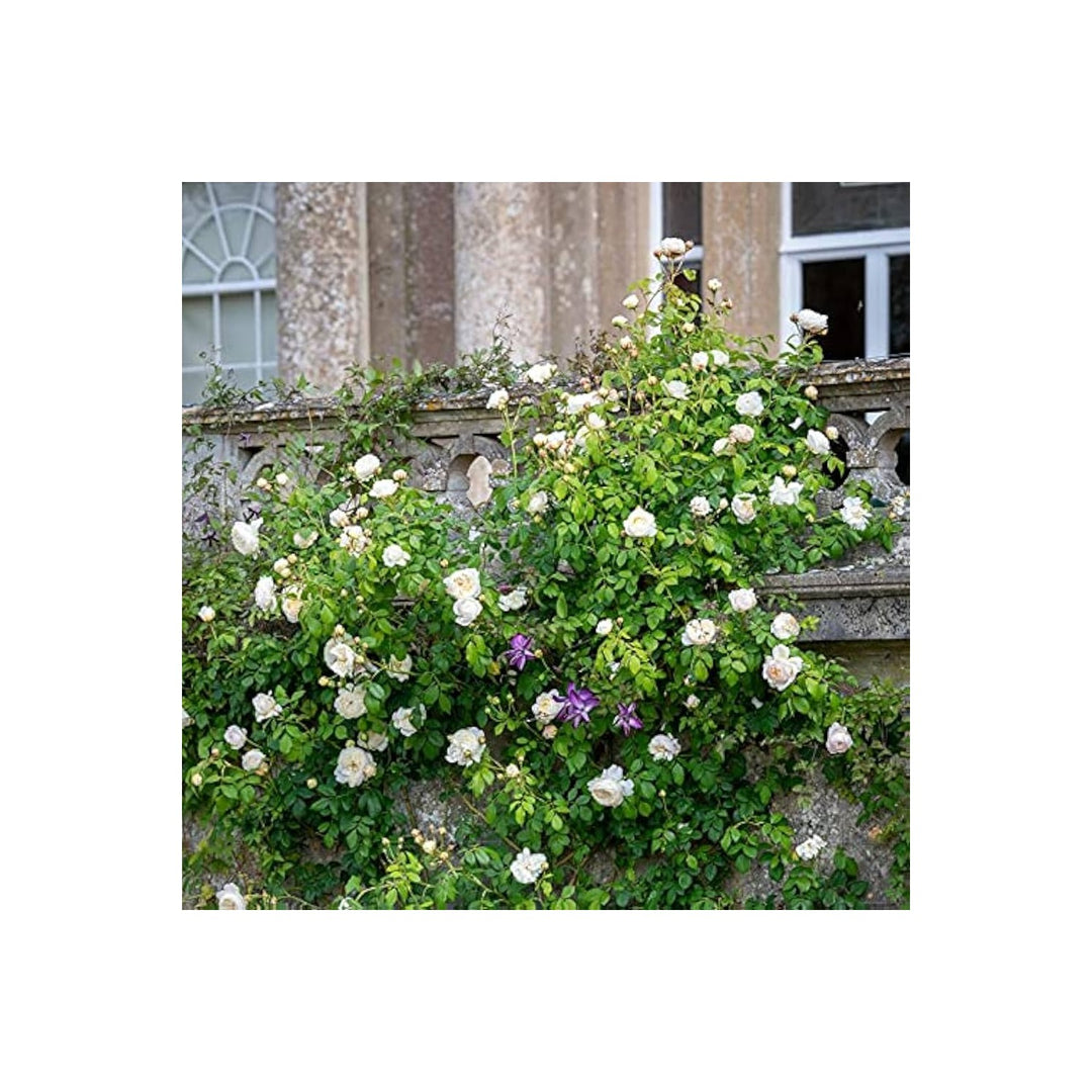 Brass B Rose Rosa Spp Flower For Planting In Backyard Gardening Patio Pots Flower Seeds for [neera-v5-a8ad0dbe1315aff9d0e0]