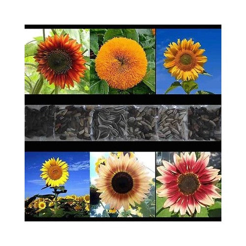 Sunflower Rare Mix Beautiful Flowers Blooms Multiple Variety Giant Us Heirloom Non Gmo Flower Seeds [neera-v5-a8b7aa91d9e0ff601239]