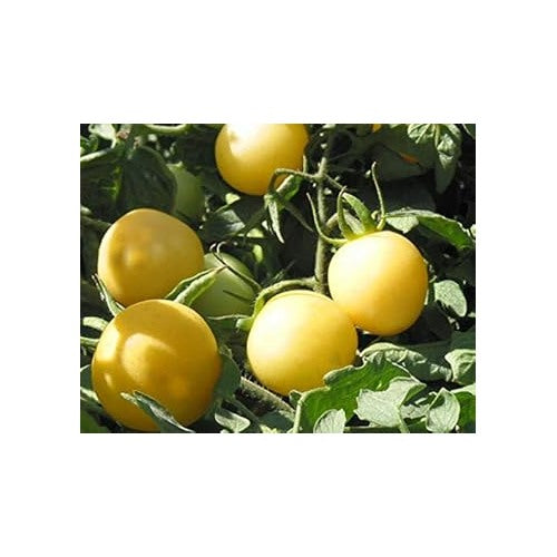 Heirloom Tomato Vegetable Seeds for Planting [neera-v5-a8c345fb03b930e34bab]