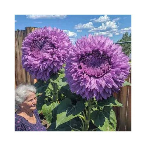 Purple Rare Enchanting Giant Teddy Bear Sunflower Planting Heirloom Non Gmo Flower Seeds [neera-v5-a8c694c3fe073b9f8014]