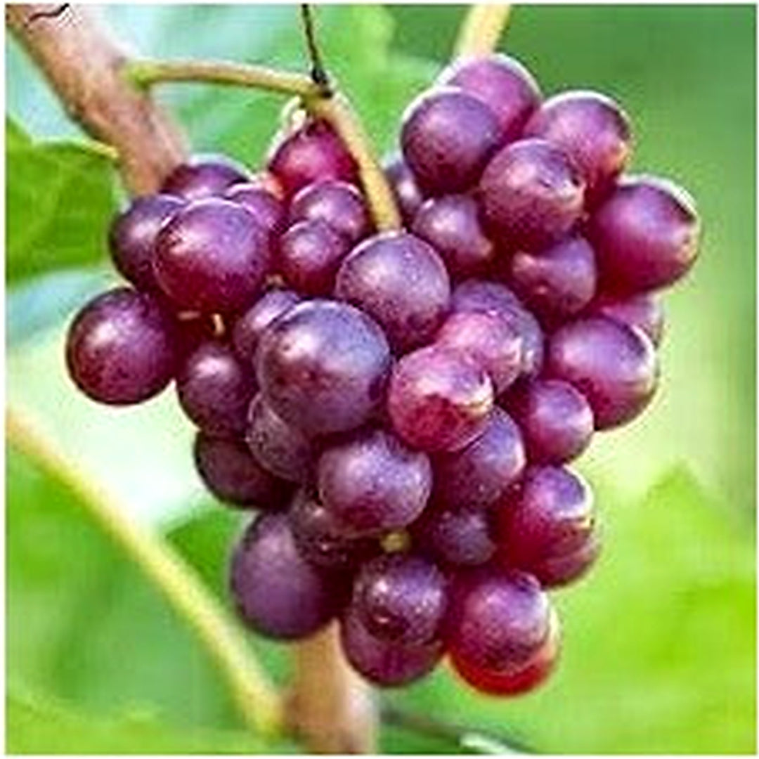 Purple Grapes Fruit Seeds for Planting [neera-v5-a8d1ba5f6be281e87501]
