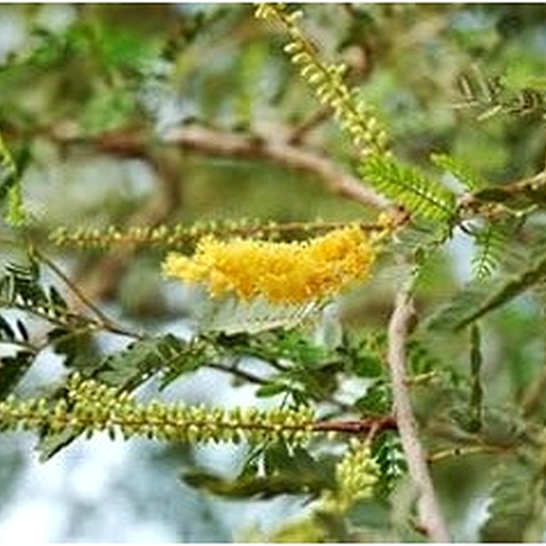 Prosopis Cineraria Tree Seeds for Planting [neera-v5-a8e4113d095d278c2084]