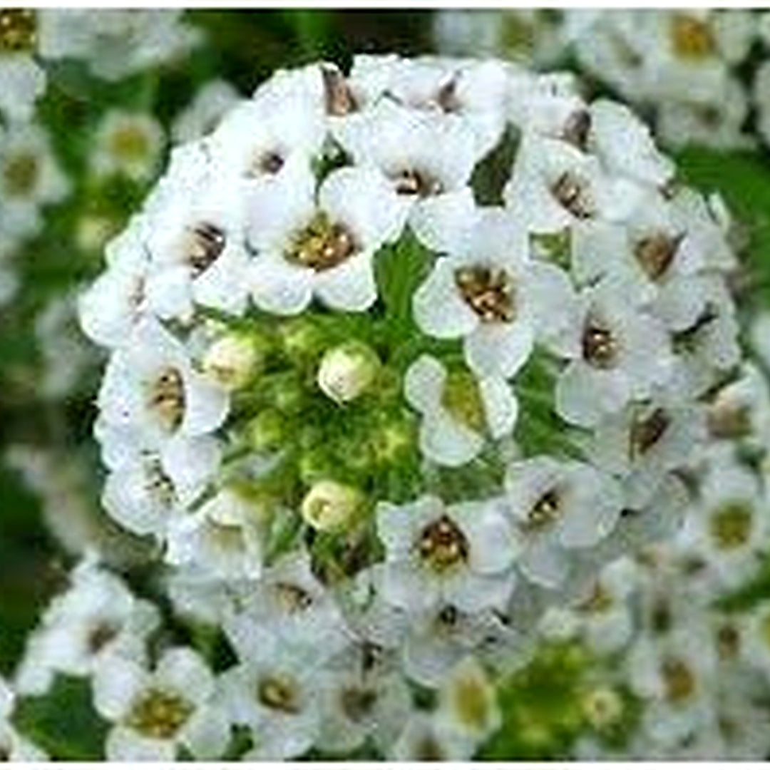 Heirloom Lobularia Flower Seeds, Non-GMO, Fragrant Blooms for Garden Edging [neera-v5-a8eaffa6b60cb7d946c4]