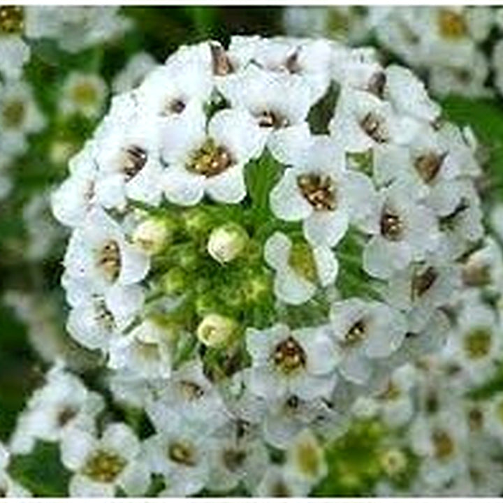 Heirloom Lobularia Flower Seeds, Non-GMO, Fragrant Blooms for Garden Edging [neera-v5-a8eaffa6b60cb7d946c4]