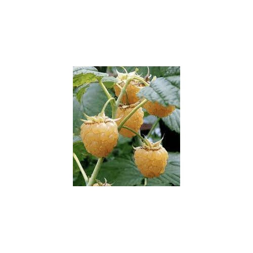 Yellow Raspberry Fruit Seeds [neera-v5-a8f877248000ffd67c0a]