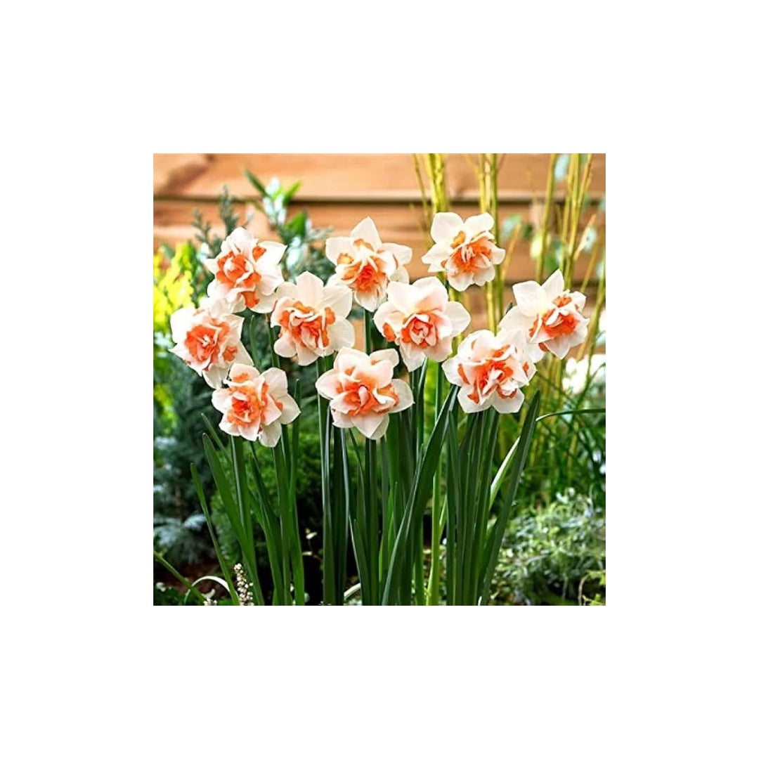 Narciso Flower For Planting Non Gmo Flower Seeds for Home Garden Planting, Landscape Organic [neera-v5-a8f9f7b26b5d5b269b63]