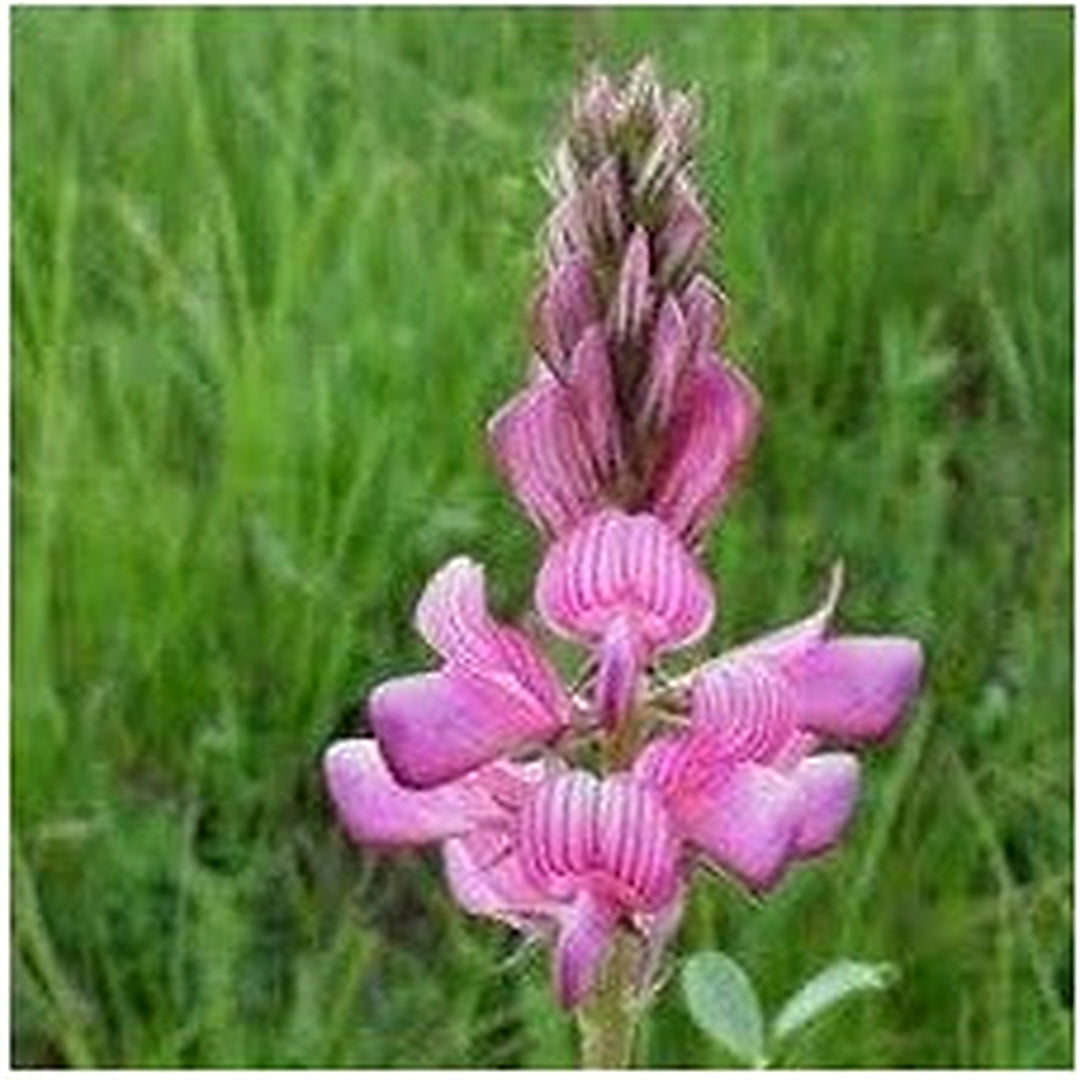 Onobrychis Flower Planting Heirloom Non Gmo Flower Seeds Home Garden Planting, Landscape [neera-v5-a8ff4eff30ab04ecfb14]