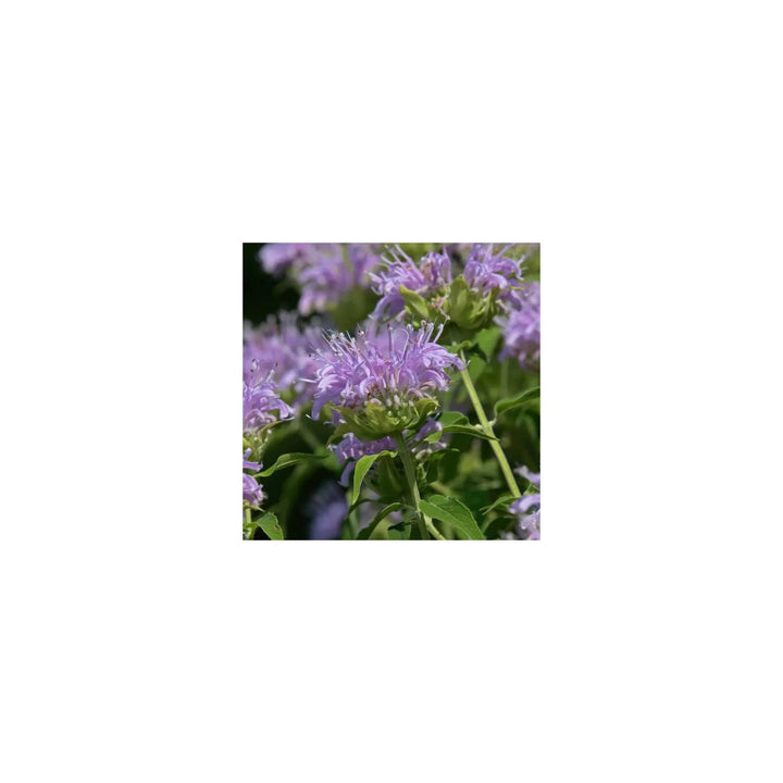 Lavender Beebalm Flower Heirloom Non Gmo For Planting Pollinator Friendly Blooms Flower Seeds for [neera-v5-a901de5e8952843eb555]