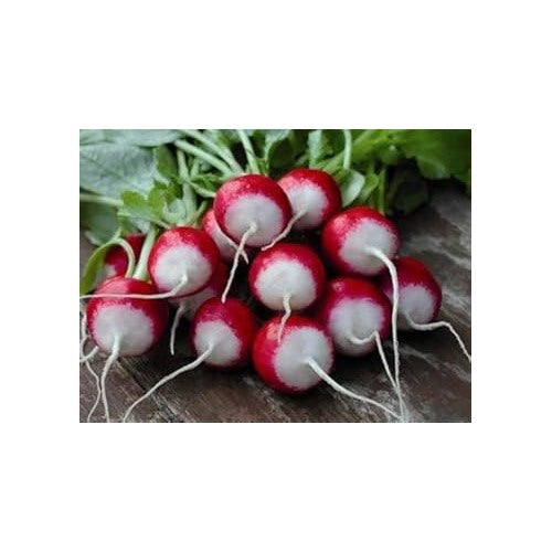 Red &amp; White Radish Seeds for Planting [neera-v5-a90ff57f0f1e8327da60]