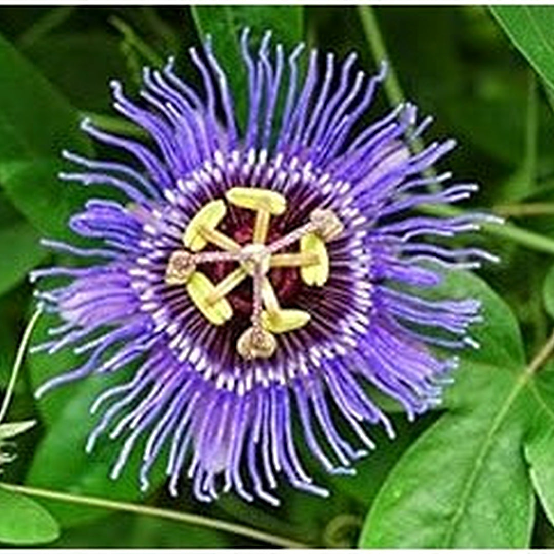 Purple Passiflora Incarnata Flower Seeds for Planting [neera-v5-a92b8f2601e2536075ed]