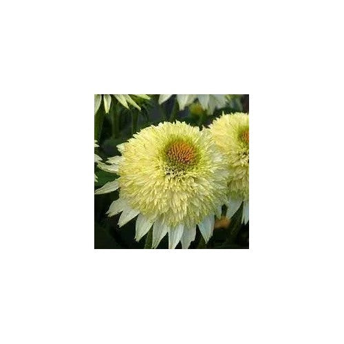 Vanilla Echinacea Flower For Planting Heirloom Non Gmo For Home Garden Flower Seeds for Home Garden [neera-v5-a93f1a61d2449757188f]