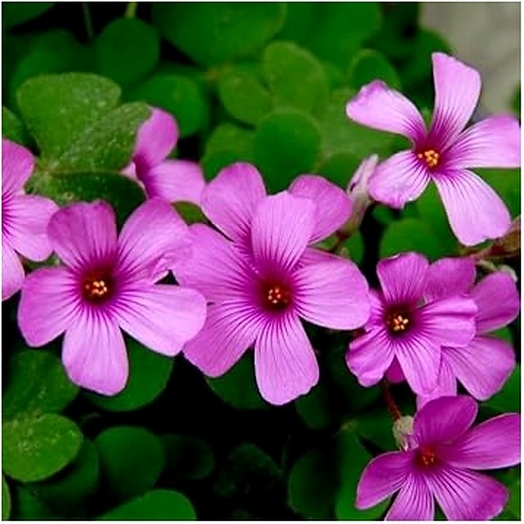 Heirloom Oxalis Flower Seeds for Planting [neera-v5-a9464f852d2b57d4c0de]