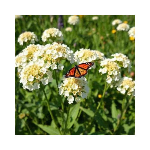 White Milkweed Swamp Asclepias Perennial Monarch Butterfly Heirloom Non Gmo Flower Seeds Home [neera-v5-a949d798e4532f85226a]