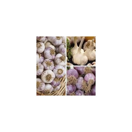 Mixed Colour Garlic Seeds for Planting [neera-v5-a952030c2bb1f39deb29]