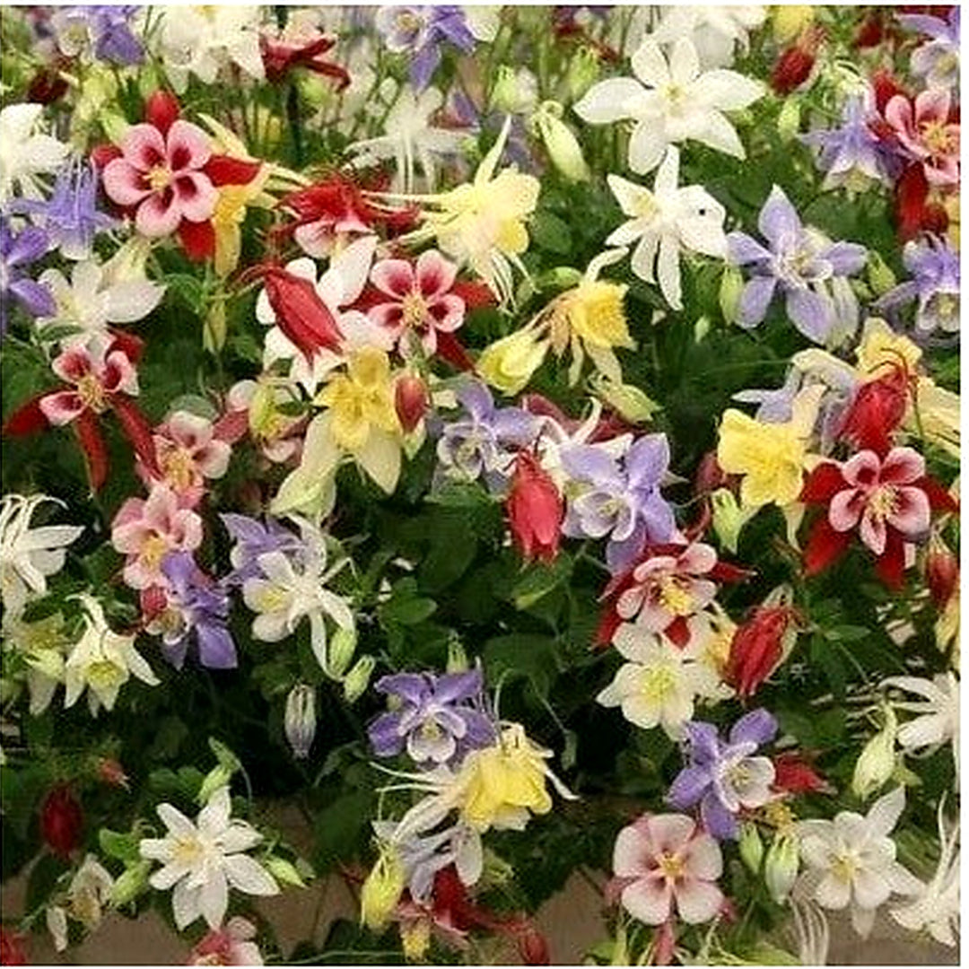Wildflower Mix Planting Shade With Perennials Pollinators Non Gmo Heirloom Flower Seeds [neera-v5-a9693bffb2088f78b6a2]