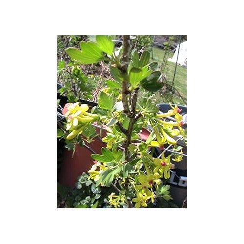 Black Currant (Ribes nigrum) Plant Seeds for Planting [neera-v5-a96ba4fa00405f0d83a5]