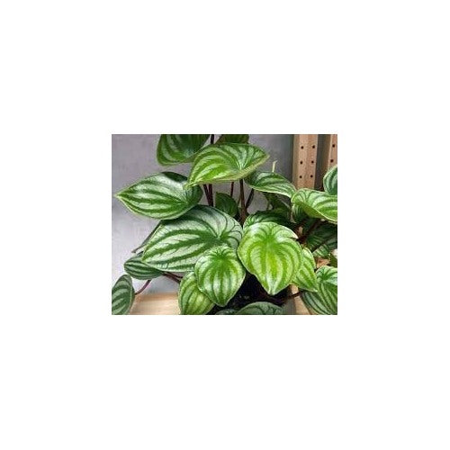 Watermelon Peperomia Plant Seeds for Planting [neera-v5-a96f617bd50fa9b1d29e]
