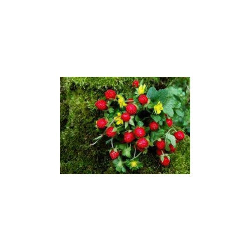 Edible Red Mock Strawberry Seeds (Potentilla Indica/Duchesnea) for Planting [neera-v5-a97163f3fcd8f24ab91f]
