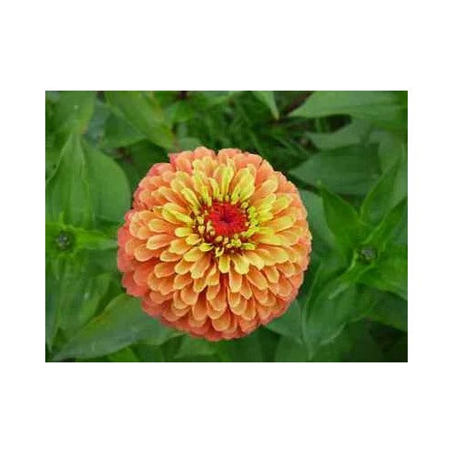 Orange Zinnia Planting Queeny Lime Cut Flower Heirloom Non Gmo Easy To Grow Annual Blooms [neera-v5-a97e2984a3ce7111541f]