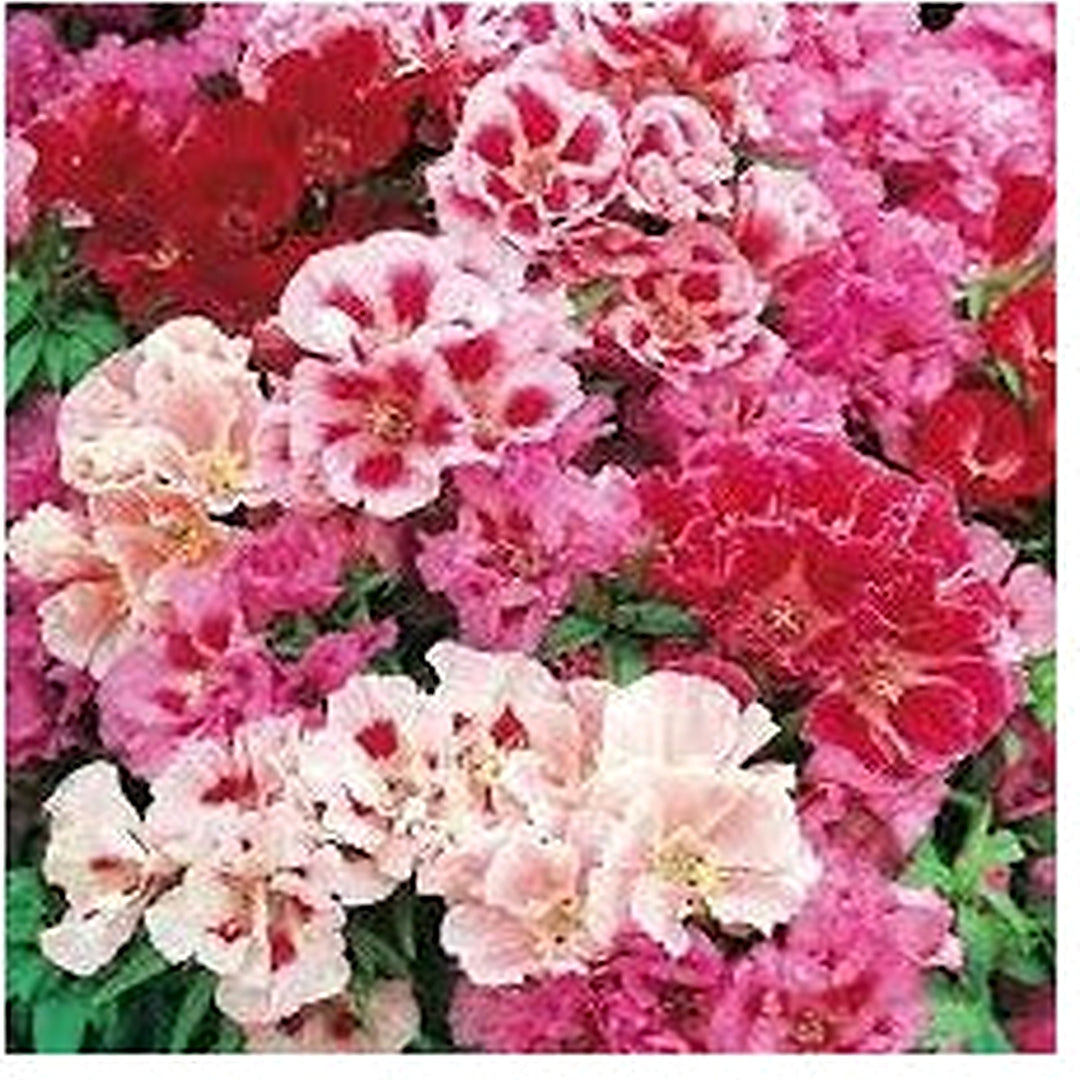 Monarch Mix Godetia grandiflora Flower Seeds for Planting [neera-v5-a98d910e2f44d3535110]