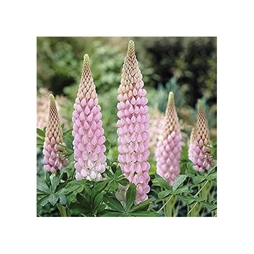 Heirloom Non-GMO Light Pink Lupine Flower Seeds for Garden Planting [neera-v5-a993c152e85df038dc99]