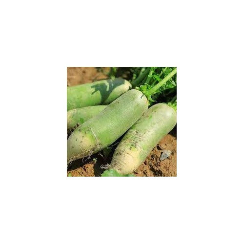 Shawo Fruit Radish Seeds for Gardening [neera-v5-a999b93e454fa7556333]
