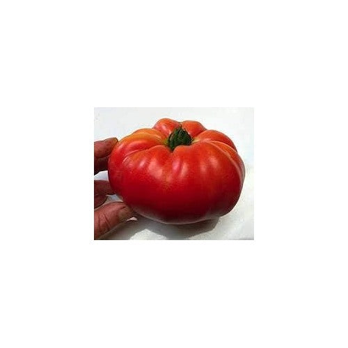 Huge Tomato Seeds for Planting Red | Heirloom Non-GMO Organic Garden Seeds | High Germination Tomato Seeds [neera-v5-a99f0daedf55147186d1]